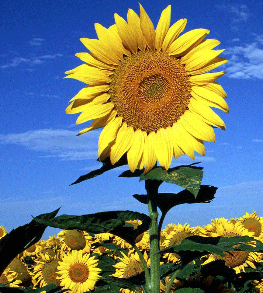 sun flower tips on how to grow sunflowers from seed where do sunflowers grow