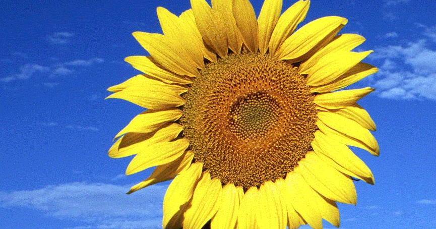 sun flower tips on how to grow sunflowers from seed paper towel flower