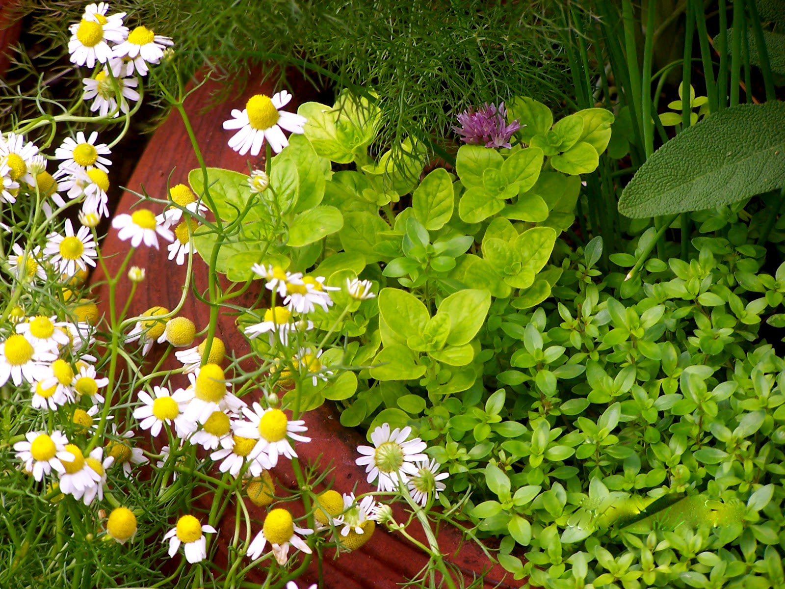 Thyme Leaves Meaning In Urdu at Gordon Perry blog