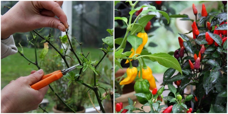 Smagen af chili Smagen af chili