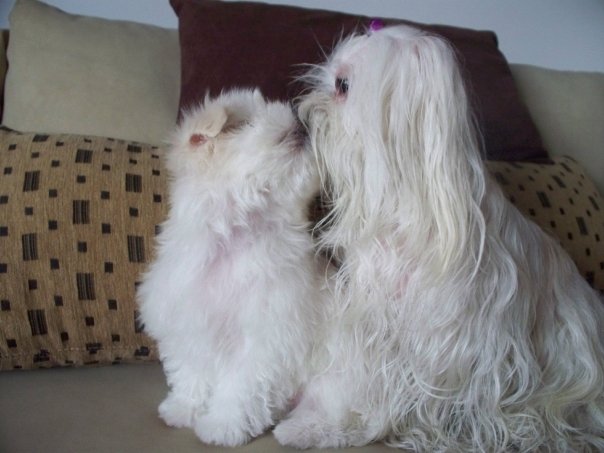 Blog de Perros Miniaturas: Como elegir un Cachorro de Bichón Maltés