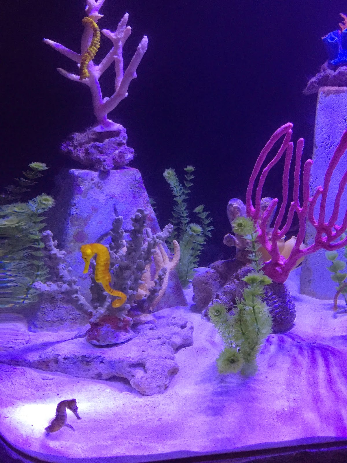 Seahorse Seahorse