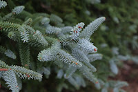 Abies pinsapo en Sierra de las Nieves