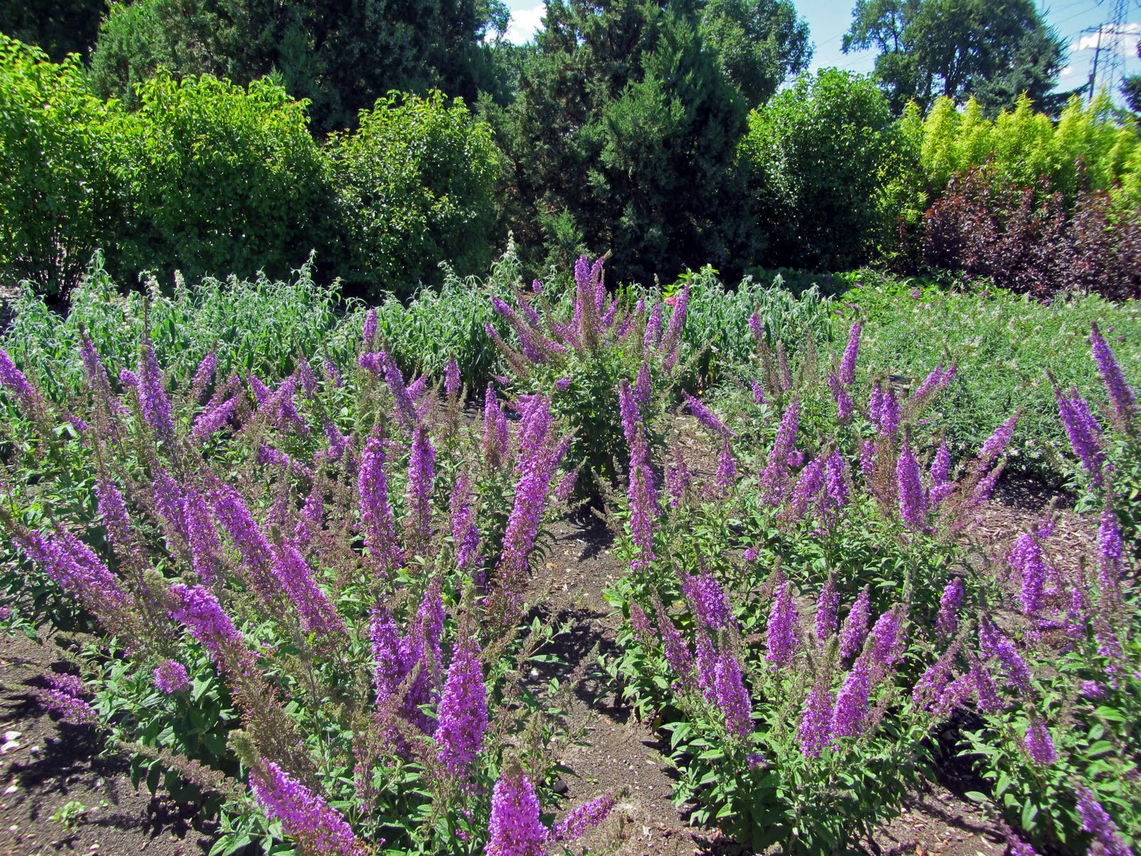 Gatsbys Gardens: How Does Your Garden Grow (Part 2)