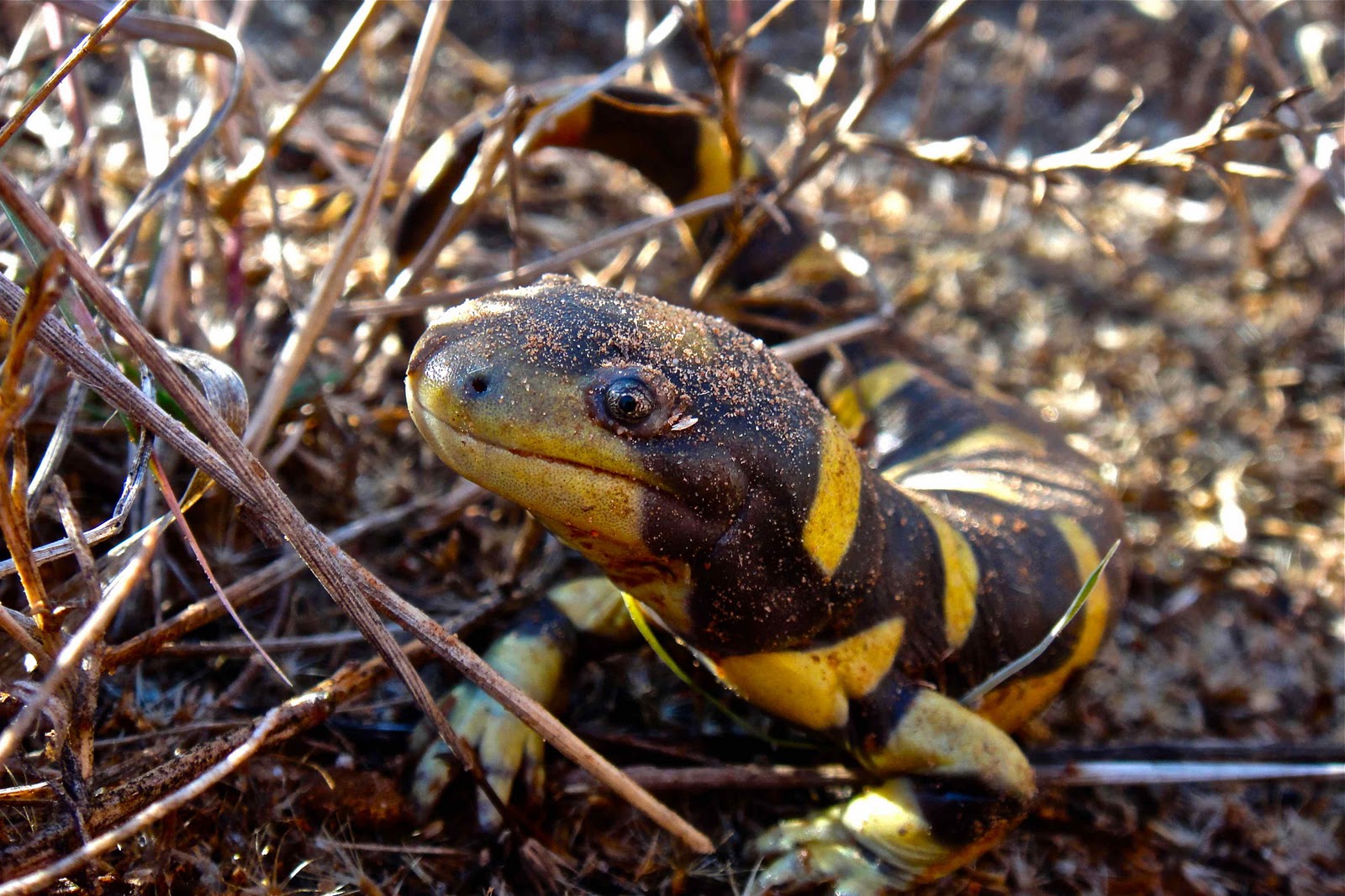 Salamander Baby