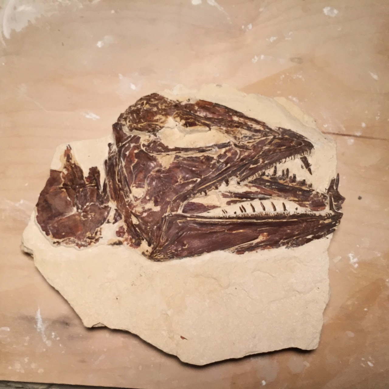 Kansas Fossil Hunter