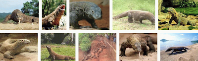 photo gambar naga kadal raksasa komodo