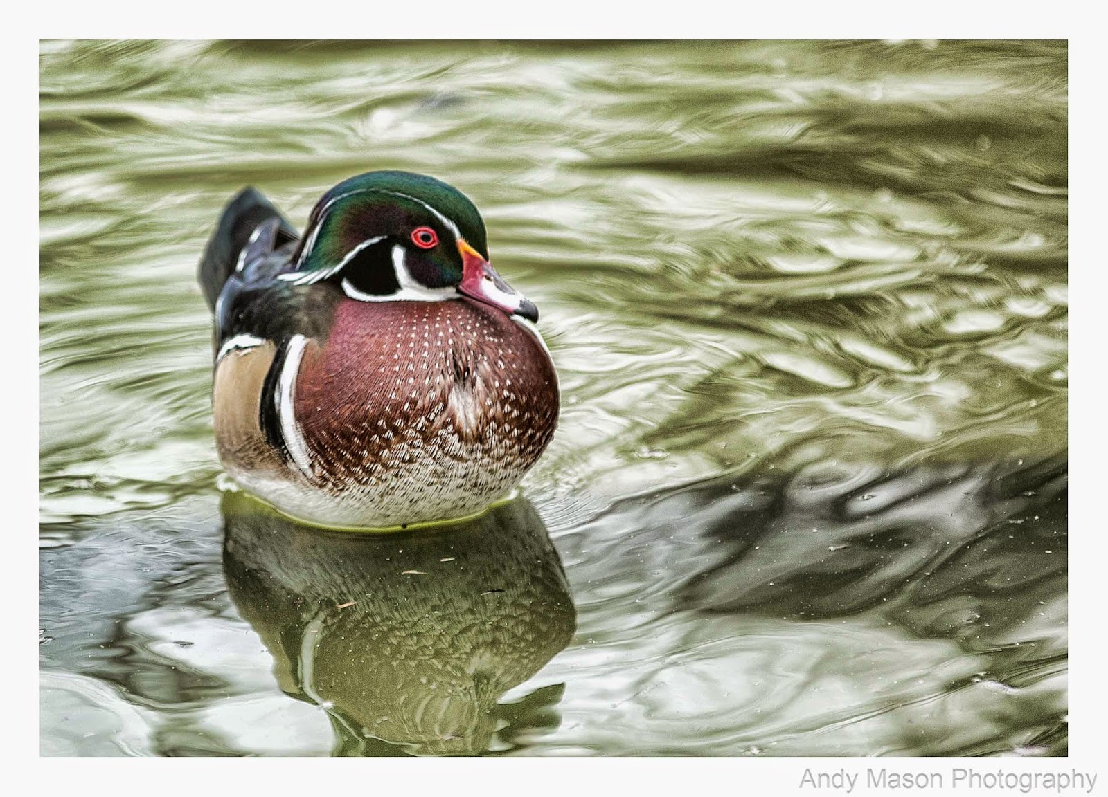 Cock of the Rock Wood Duck Birding in Louisiana Pt 4