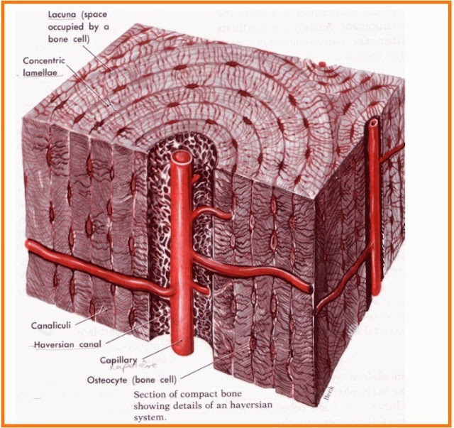 UJIAN NASIONAL BIOLOGI NO 15 SISTEM GERAK Materi dan