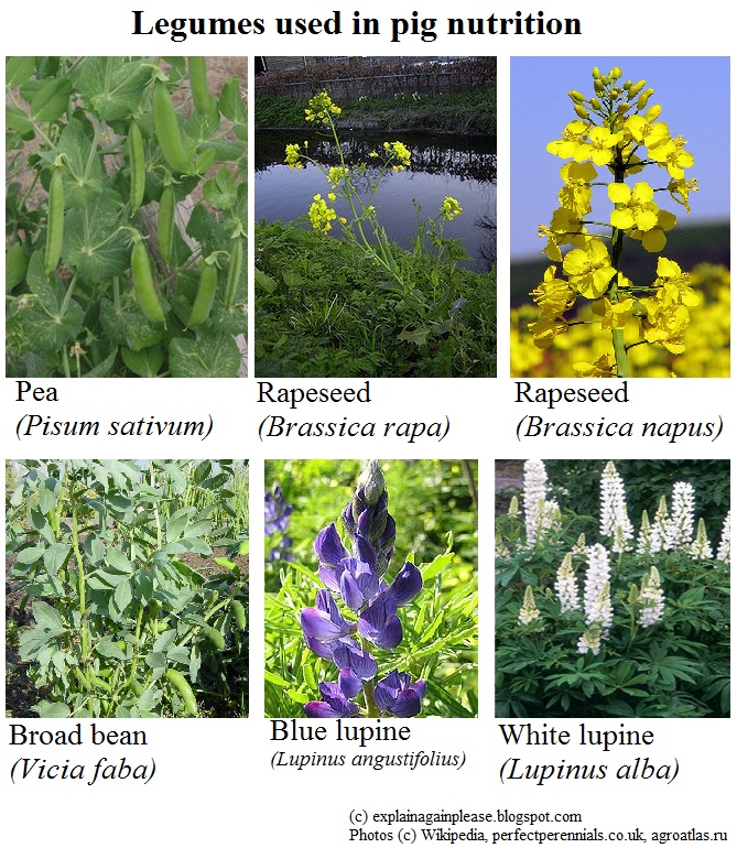 Animal science Legumes, rapeseed and grains in pig nutrition