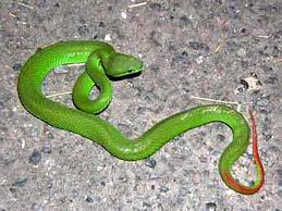 Green Pit Viper -- Ulat Bankai Laut or Ular Hijau Ekor