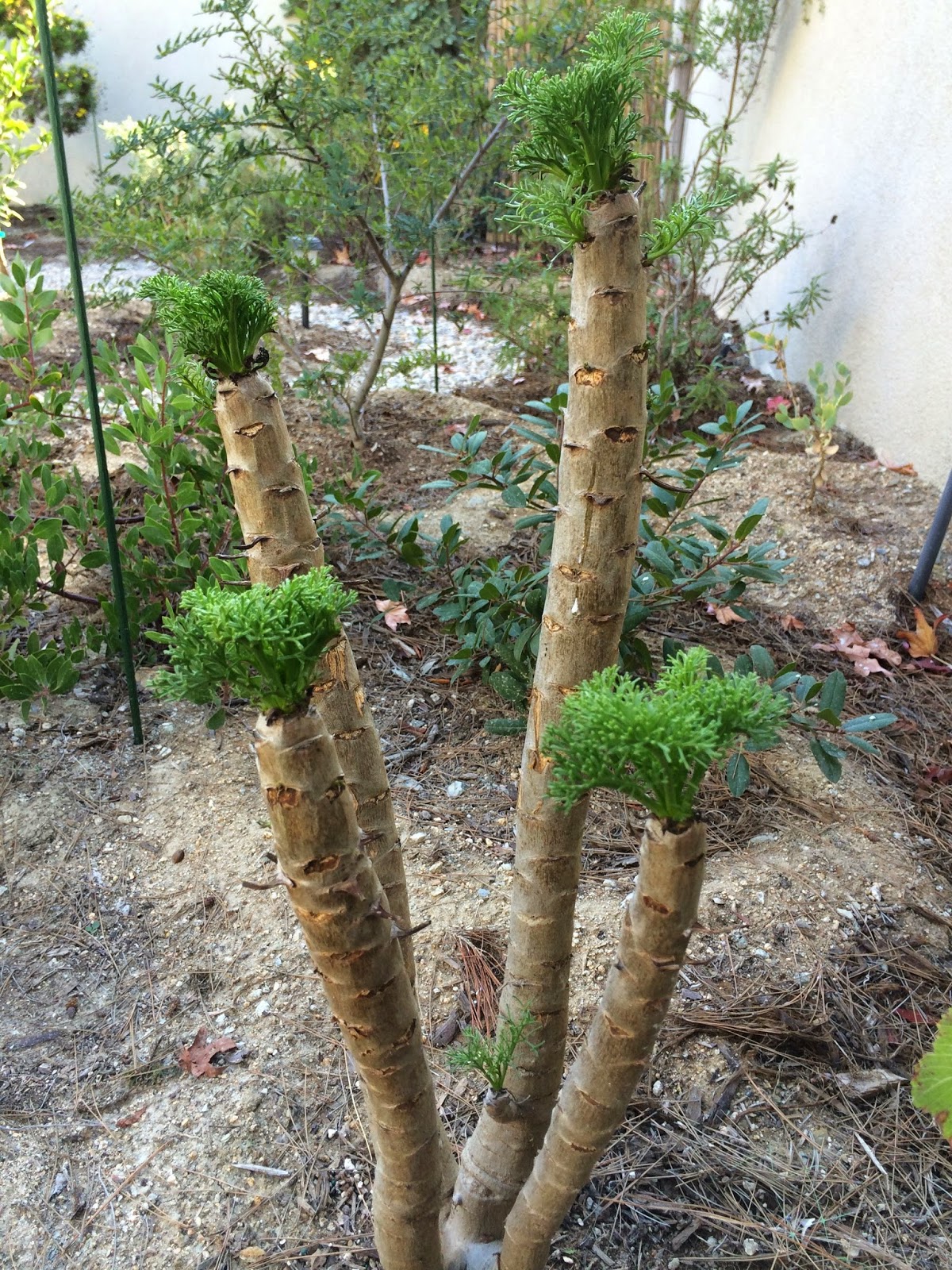 CA Native Garden Summer Dormant Natives