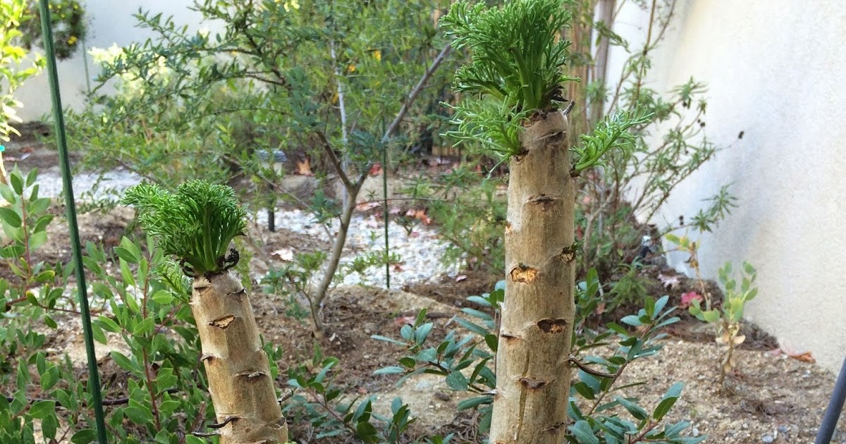 CA Native Garden Summer Dormant Natives