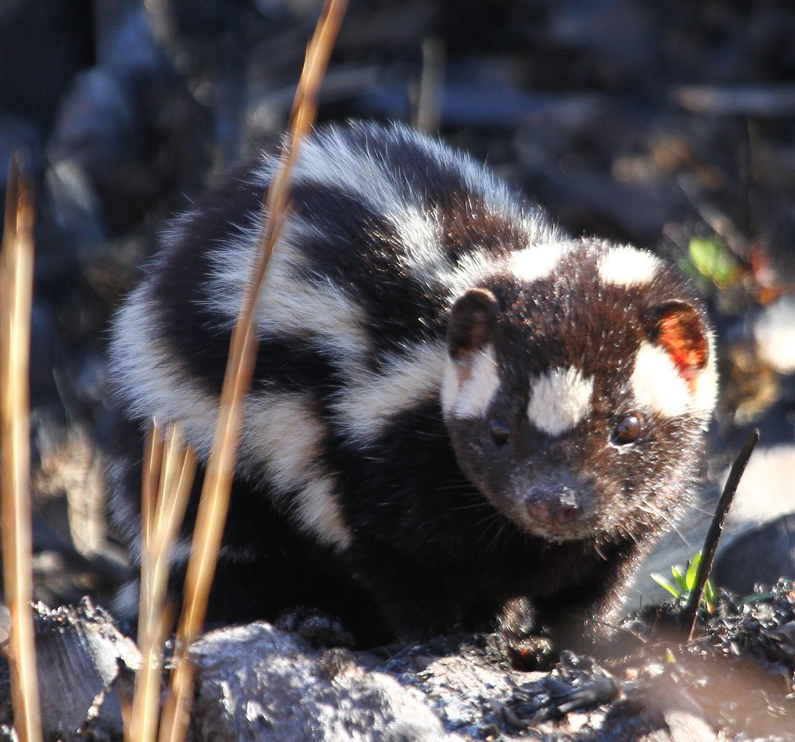 pelagicus Florida Prairie Mammals