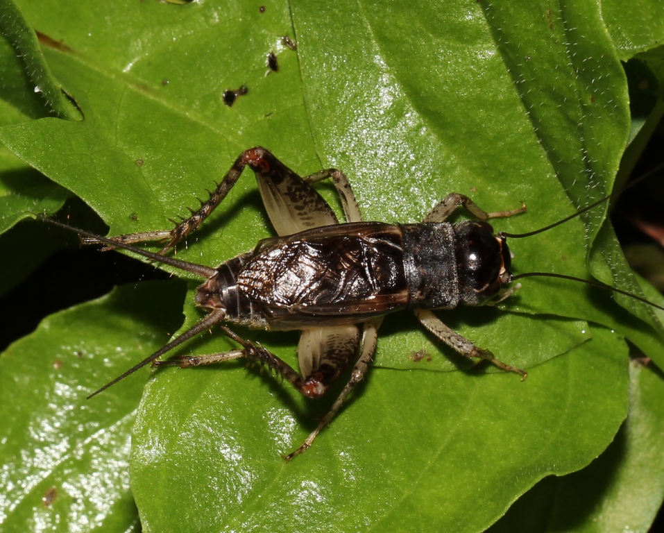 Ohio Birds And Biodiversity Invasion Of The Japanese Burrowing Cricket