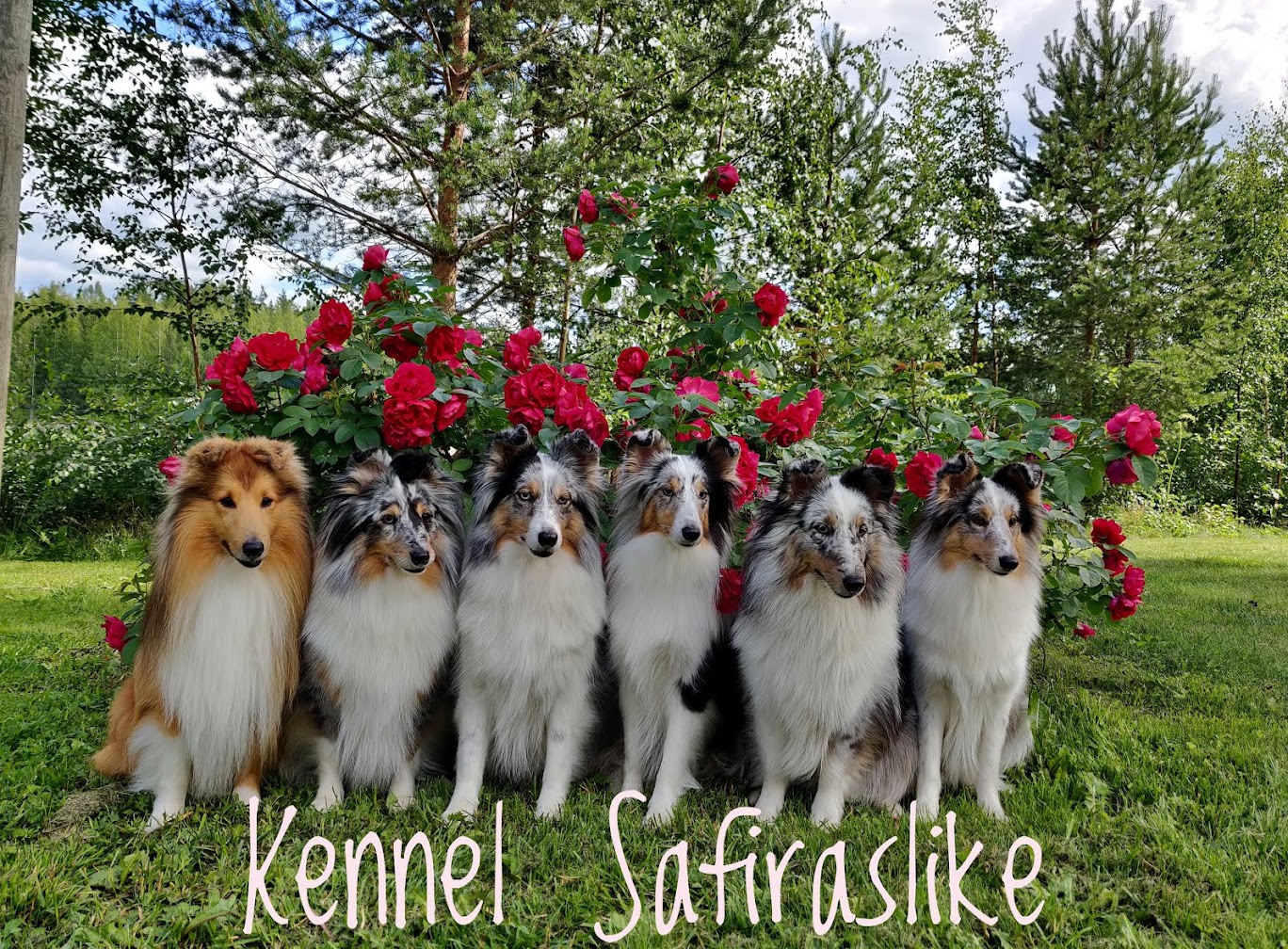 Kennel Safiraslike