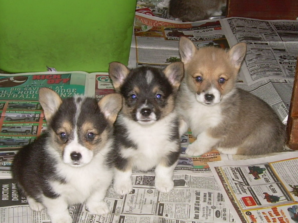 http://4.bp.blogspot.com/-jAZugJKCBW0/UOOlp_AuoII/AAAAAAAAACA/-GigtobyUlE/s1600/Cardigan-Welsh-Corgi-puppies.jpg