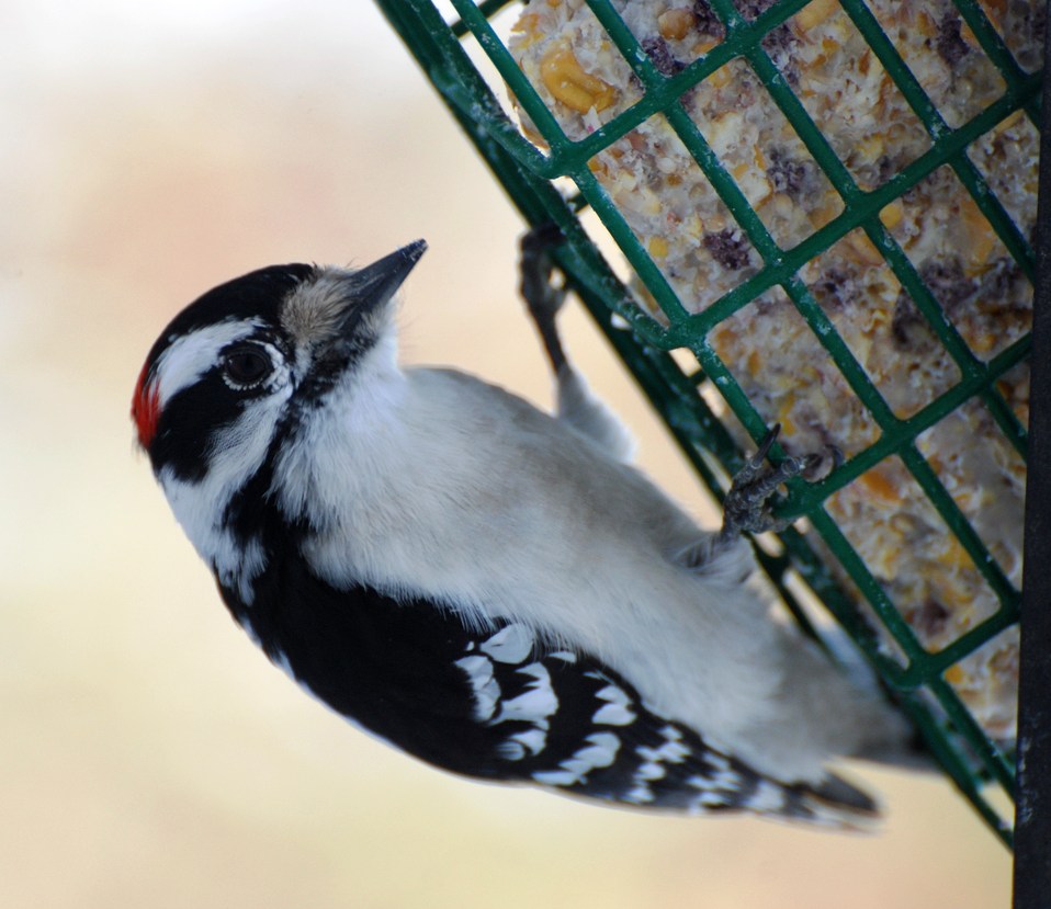 Birding Is Fun!: Discovering What Woodpeckers Eat