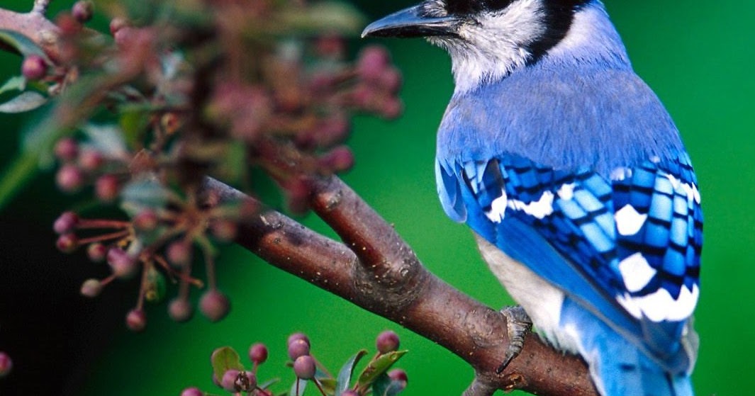 the blue jay canadian lovely bird basic facts the blue jay canadian lovely bird basic facts