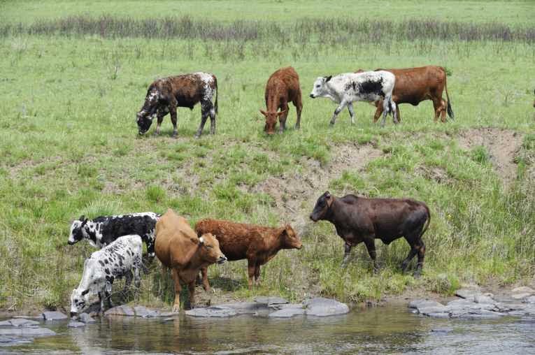 Science online The water pollutants and the protection of the water