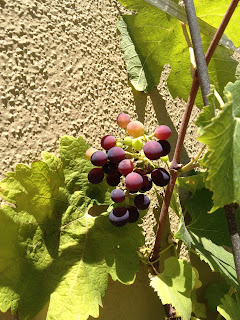 single bunch of grapes on vine