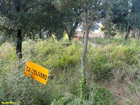 A prop de Ca l'Oliveró. Autor: Amadeu Olive A prop de Ca l'Oliveró. Autor: Amadeu Olive