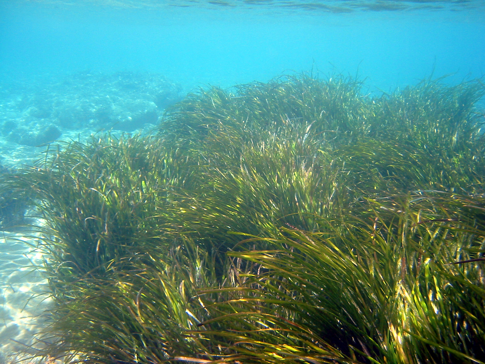 Blue Carbon Blog Blue Carbon Photos Life in the Seagrass