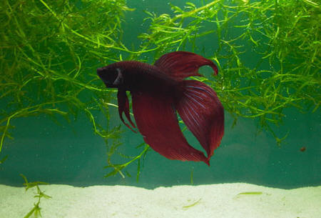 betta with gourami