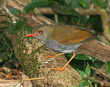 Orange-billed nightingale  thrush