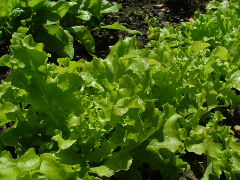 Raising Seedlings Sowing, Hoeing, Growing and eating