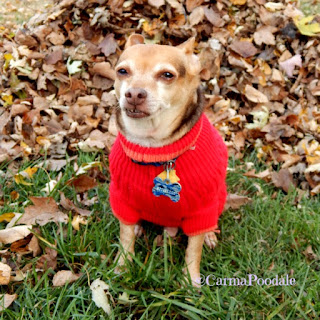 Scooby Doo in front of leaf pile 