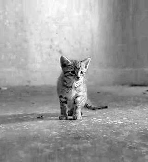 black and white photography of a cat black and white photography of a cat
