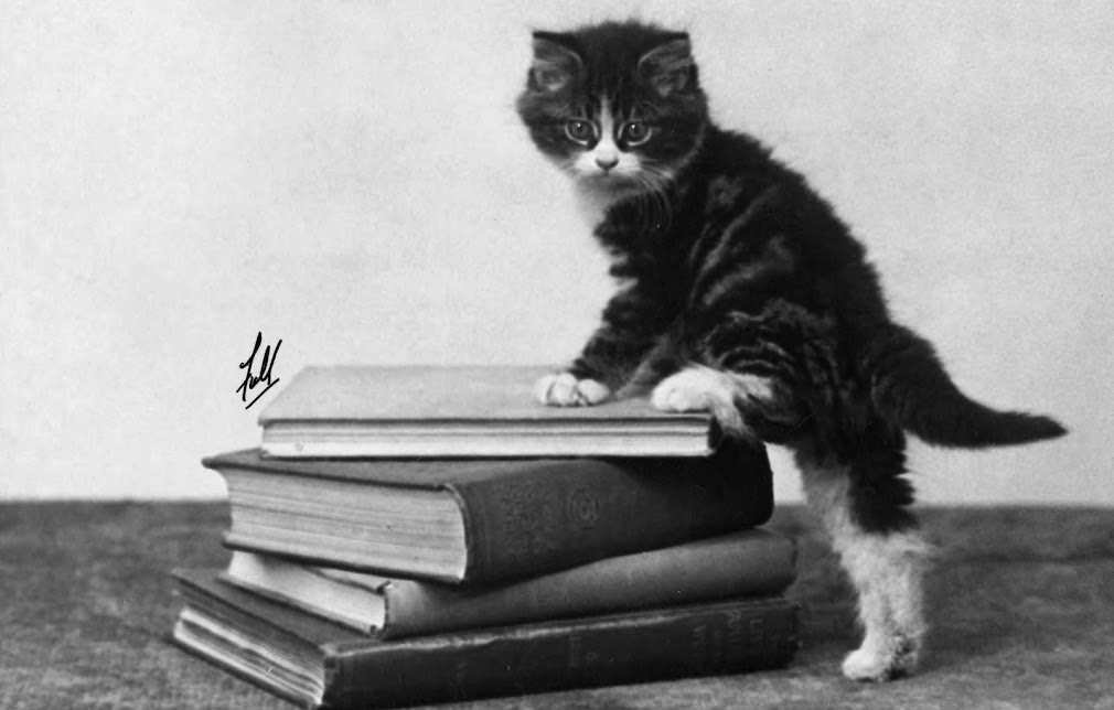 Des livres et des chats...