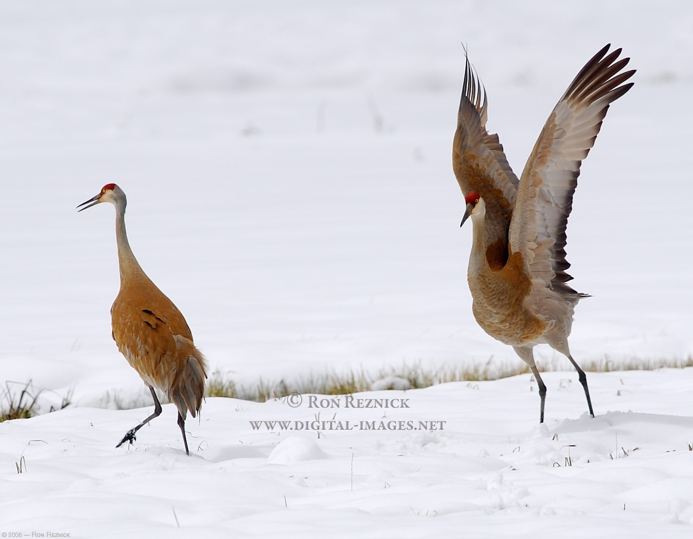 design 2013 character research images birds mating dances design 2013 character research images birds mating dances