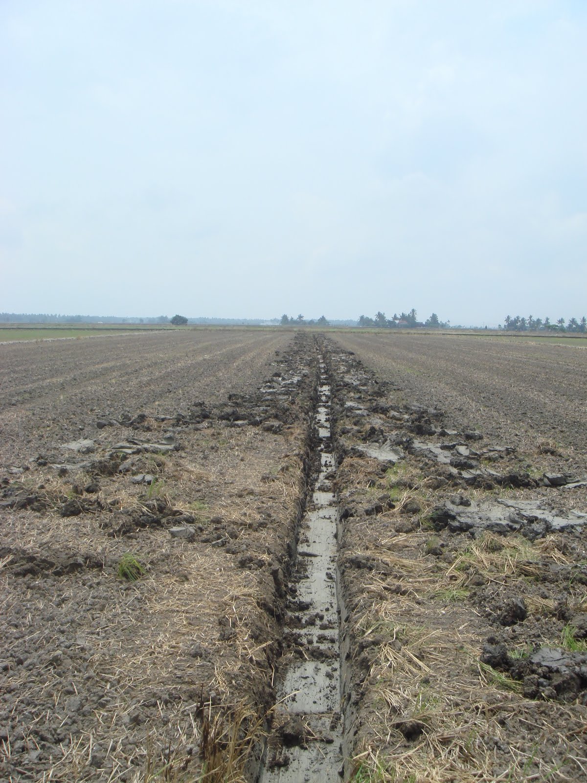 MUSUH ALAMI-PREDATOR: Membina Parit Tengah Sawah