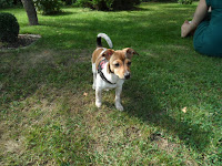 Dachs Hund Chemnitz Chemnitzer Gartenkultur