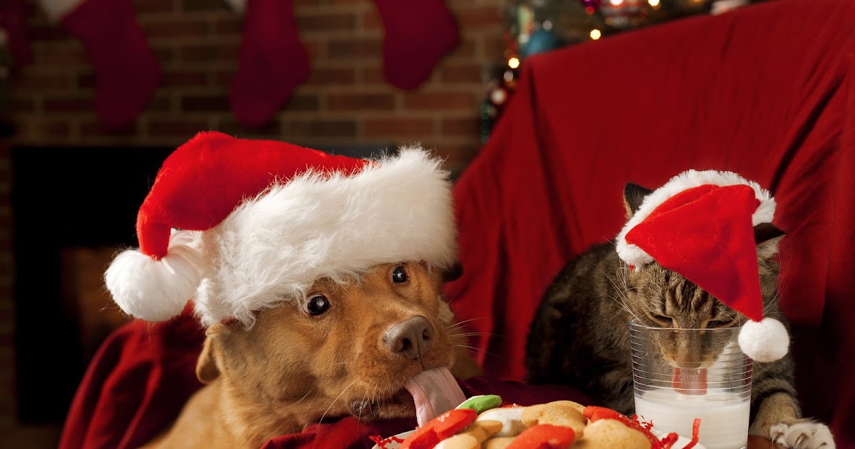 Hond en kat met kerstmuts op kop Bureaublad Achtergronden