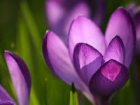 Significado del color de las flores . tulipán violeta