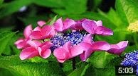 百合と紫陽花