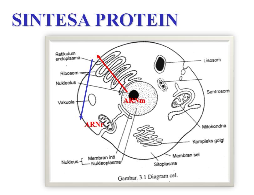 dr. Suparyanto, M.Kes: SINTESA PROTEIN