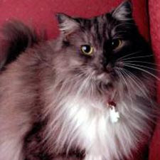 ragamuffin cats ragamuffin pets cat pussycat kitten breeds picture