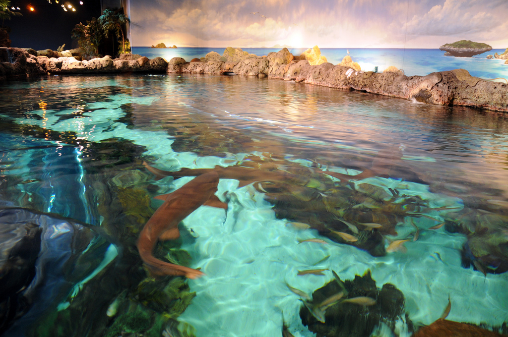 Tourism Tennessee Aquarium