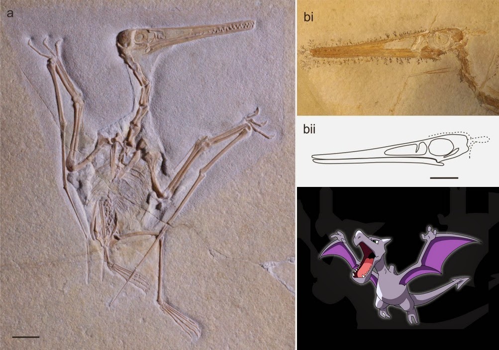 Pterodactylus scolopaciceps Meyer, 1860 (Pterosauria, Pterodactyloidea)  from the Upper Jurassic of Bavaria, Germany: The Problem of Cryptic  Pterosaur Taxa in Early Ontogeny