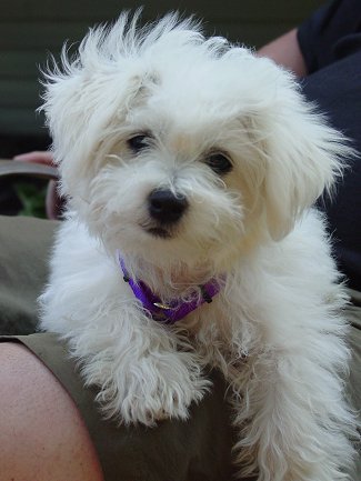 Cute Puppy Dogs: White Poodle Puppy