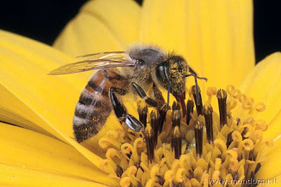 無敵蜜蜂 培育