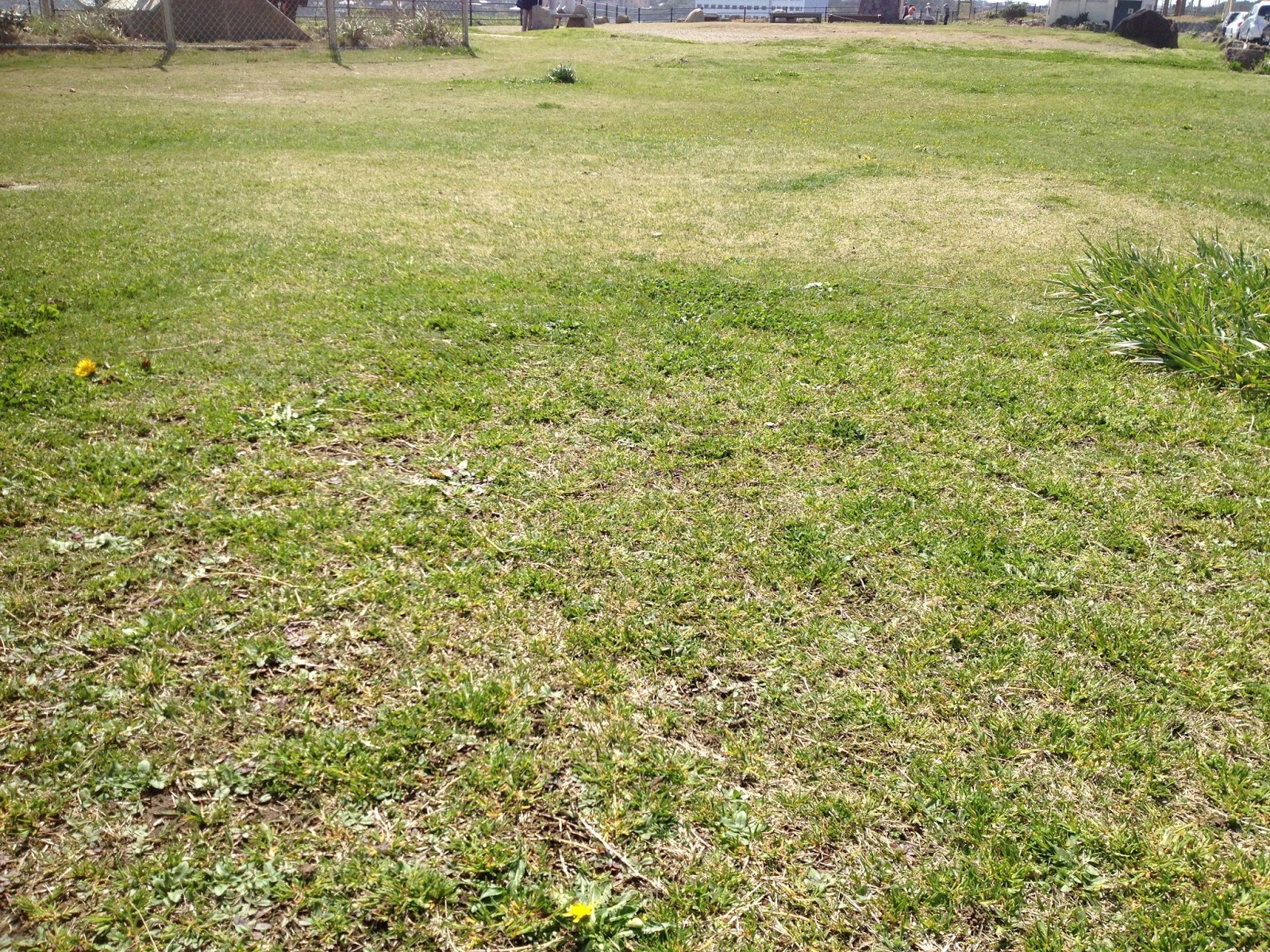 母の絵日記 はははのは 草 草原 フリー素材