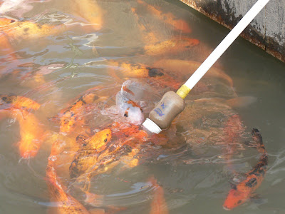 fish sucking food from a baby bottle