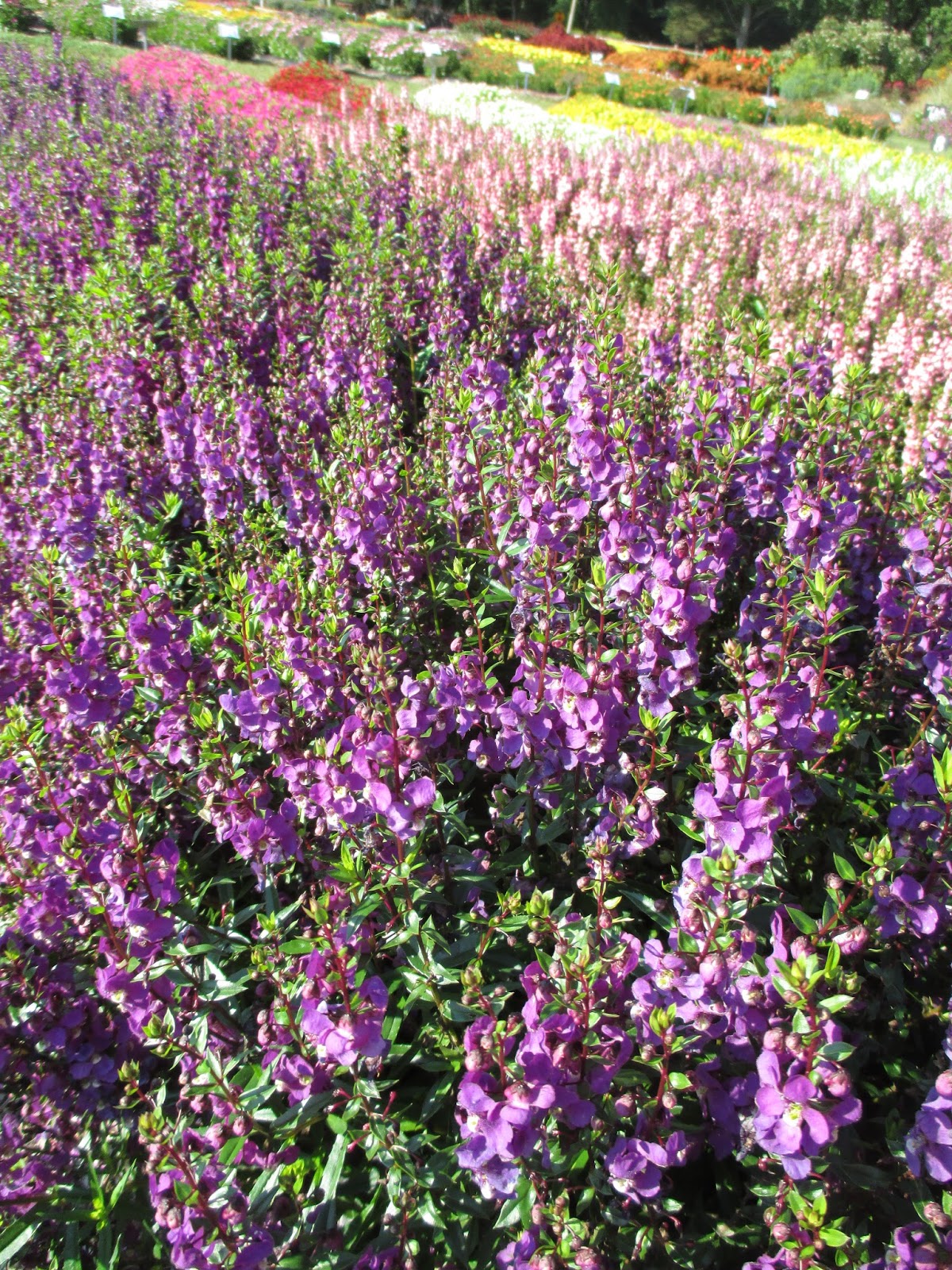 32 Best Purple Foliage Images Plants Purple Garden