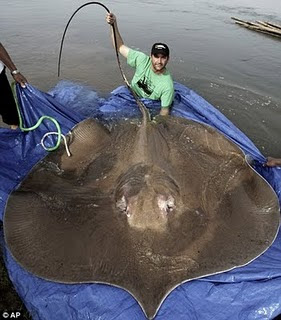 Largest Marine Sea Creatures Out There Giant Stingray Largest Marine Sea Creatures Out There Giant Stingray