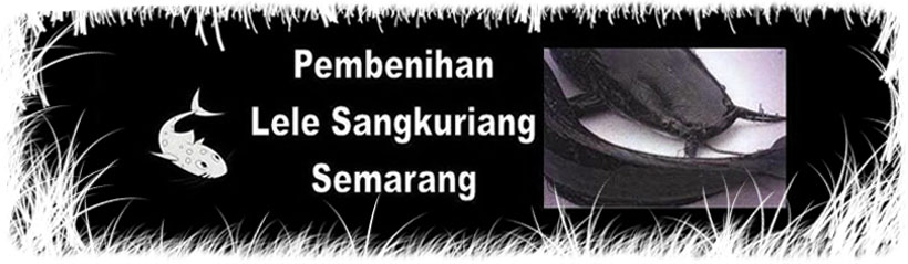 pembenihan lele sangkuriang semarang